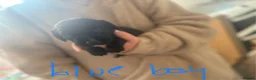 Springador dogs for sale: Adorable Black Springador Puppies - Advert 10