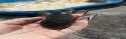 Mouse rodents for sale: Mixed boys/girl baby mice  - Advert 6