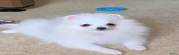 Pomeranian dogs for sale: Tiny Pomeranian Puppies  - Advert 5