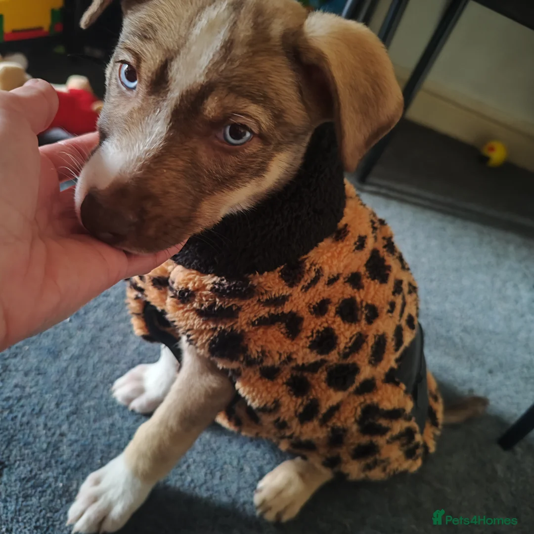 Mixed Breed dogs for sale: Beautiful female husky mix puppy - Advert 2