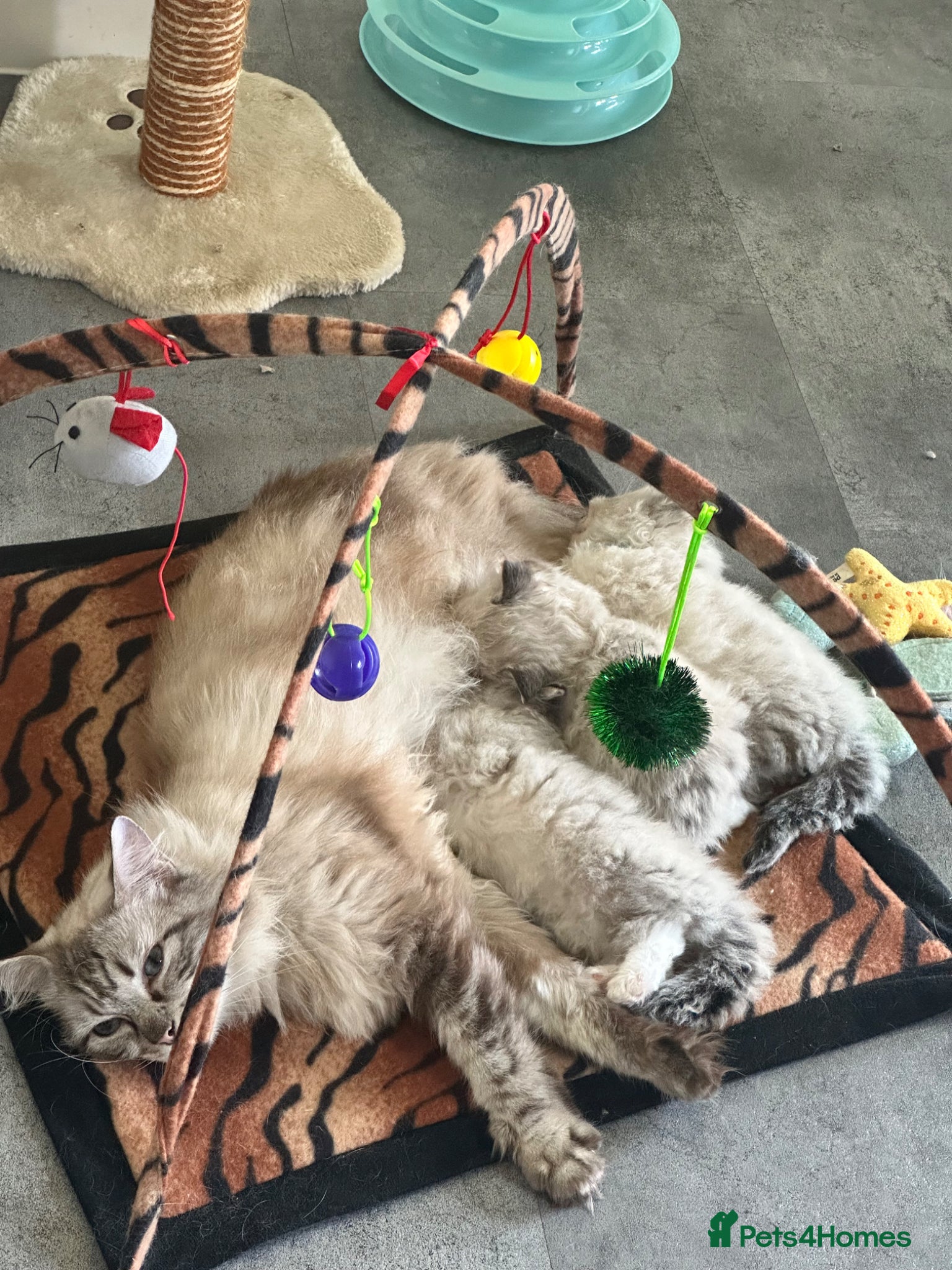 Ragdoll cats 💝 stunning gccf line of tabby/point ragdolls 💝 - Advert 2