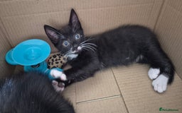 Mixed Breed cats for sale: 2 females 1 male  - Image 4