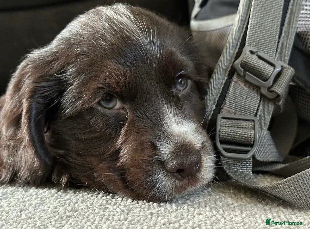 Cocker Spaniel dogs for stud: PROVEN Cocker Spaniel-Chocolate Sable DNA TESTED in Henlow - Advert 15