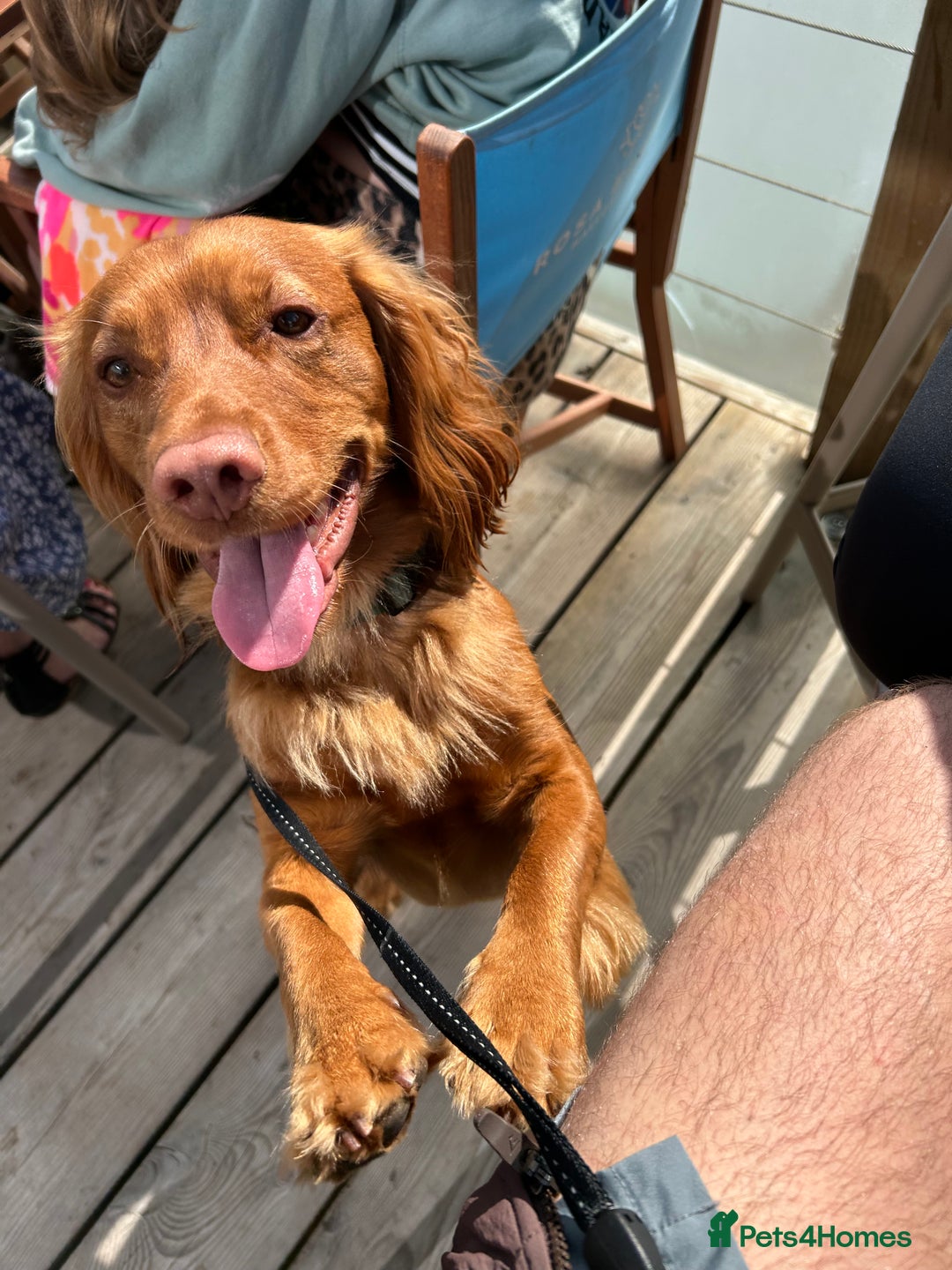 Cocker Spaniel dogs for stud: Beautiful golden cocker spaniel for stud - Image 3