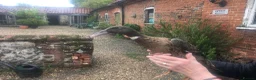 Ducks poultry for sale: Dutch Hookbill Ducklings - Advert 5