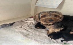 Yorkshire Terrier dogs for sale: Yorkshire terrier puppies  - Image 4