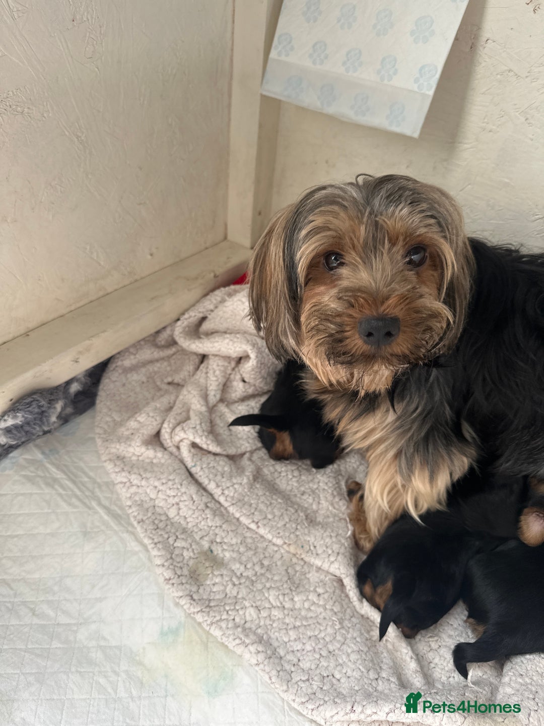 Yorkshire Terrier dogs for sale: Yorkshire terrier puppies  - Image 4