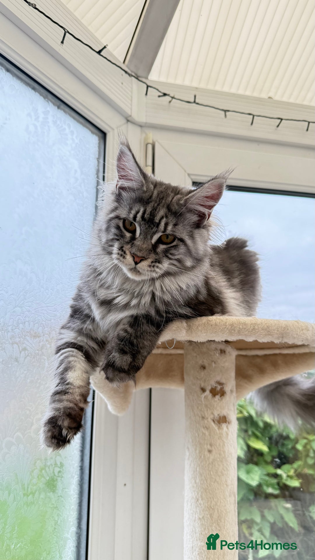 Maine Coon cats for sale: WE MAY SELL ACTIVE Top quality Maine coon kittens - Advert 22