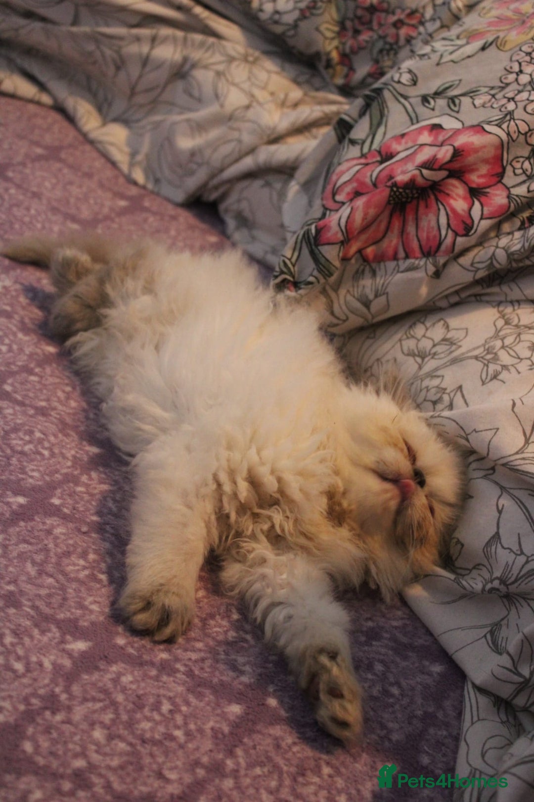 Persian cats for sale: Beautiful Female Kittens Ready for Loving Homes - Advert 32