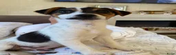Jack Russell dogs for sale: 6 Lovley Jack Russel pups  - Advert 3