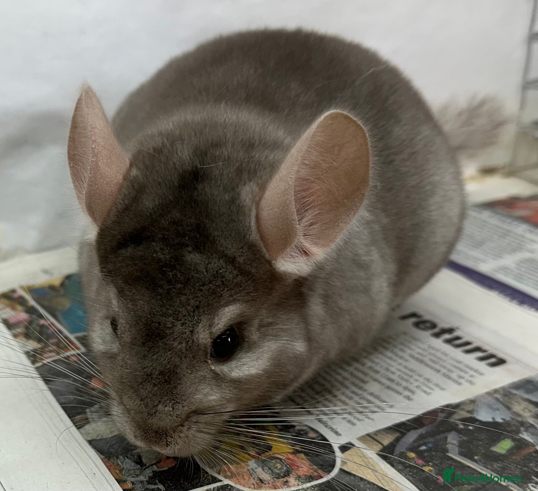 Chinchilla rodents Bertie, beautiful Beige boy - Advert 4