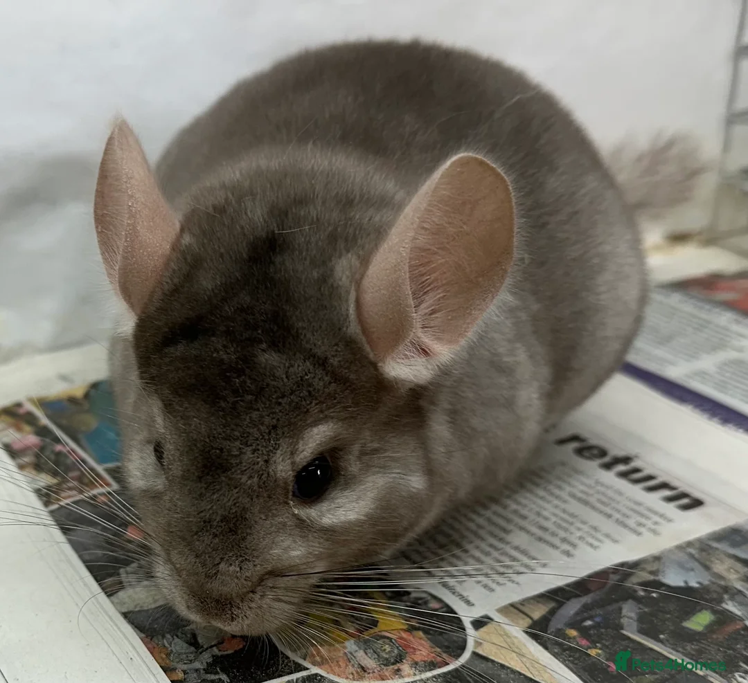 Chinchilla rodents for sale: Bertie, beautiful Beige boy - Advert 1