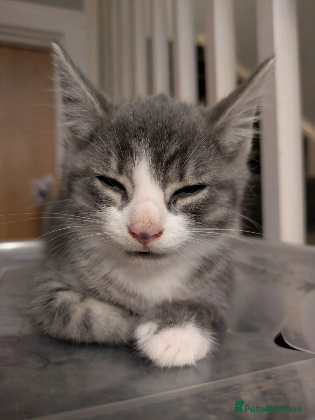 Mixed Breed cats for sale: Beautiful mixed breed Kittens  - Advert 1