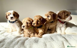 Cavapoo dogs for sale: Toy/Mini Cavpoo Puppies - Image 1