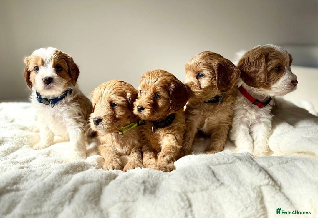 Cavapoo dogs for sale: Toy/Mini Cavpoo Puppies - Image 1