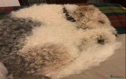 Fox Terrier dogs for stud: Fox terrier for stud in Barnsley - Image 3