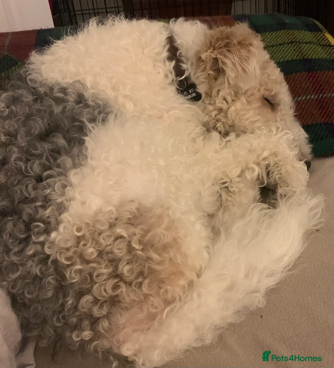 Fox Terrier dogs for stud: Fox terrier for stud in Barnsley - Advert 3