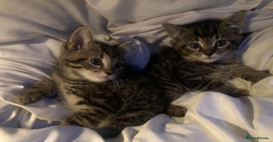 Mixed Breed cats - Advert 13