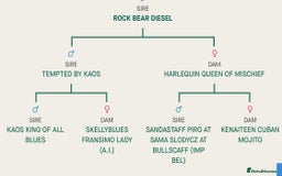 Staffordshire Bull Terrier dogs for stud: KC Registered Blue Staffy Stud–DNA Clear–Proven - Image 2