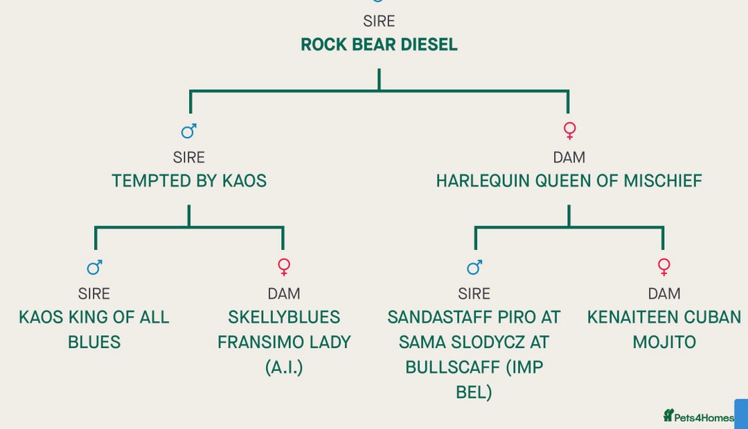 Staffordshire Bull Terrier dogs for stud: KC Registered Blue Staffy Stud–DNA Clear–Proven - Image 2