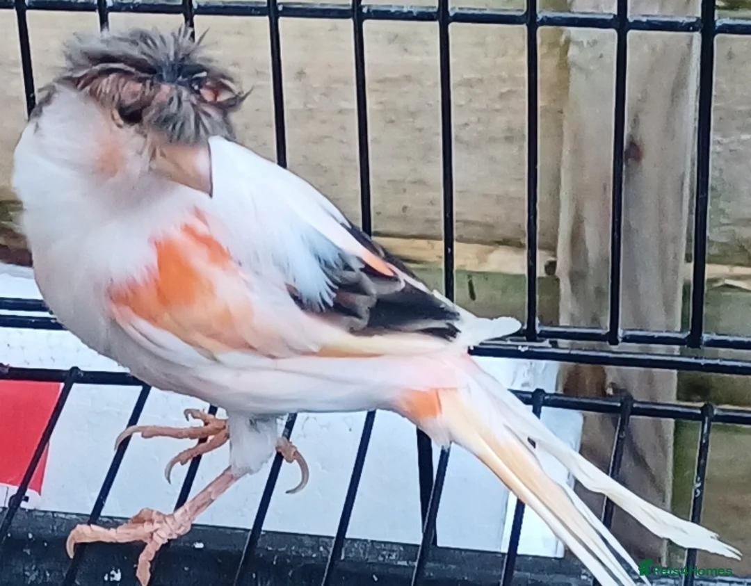 Canaries birds for sale: HARLEQUIN RED FACTOR PORTUGUESE CREASTED  - Advert 19