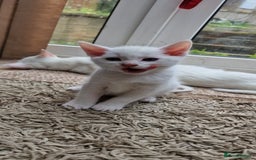 Mixed Breed cats for sale: White kittens. Ready Now. £150 each - Image 15