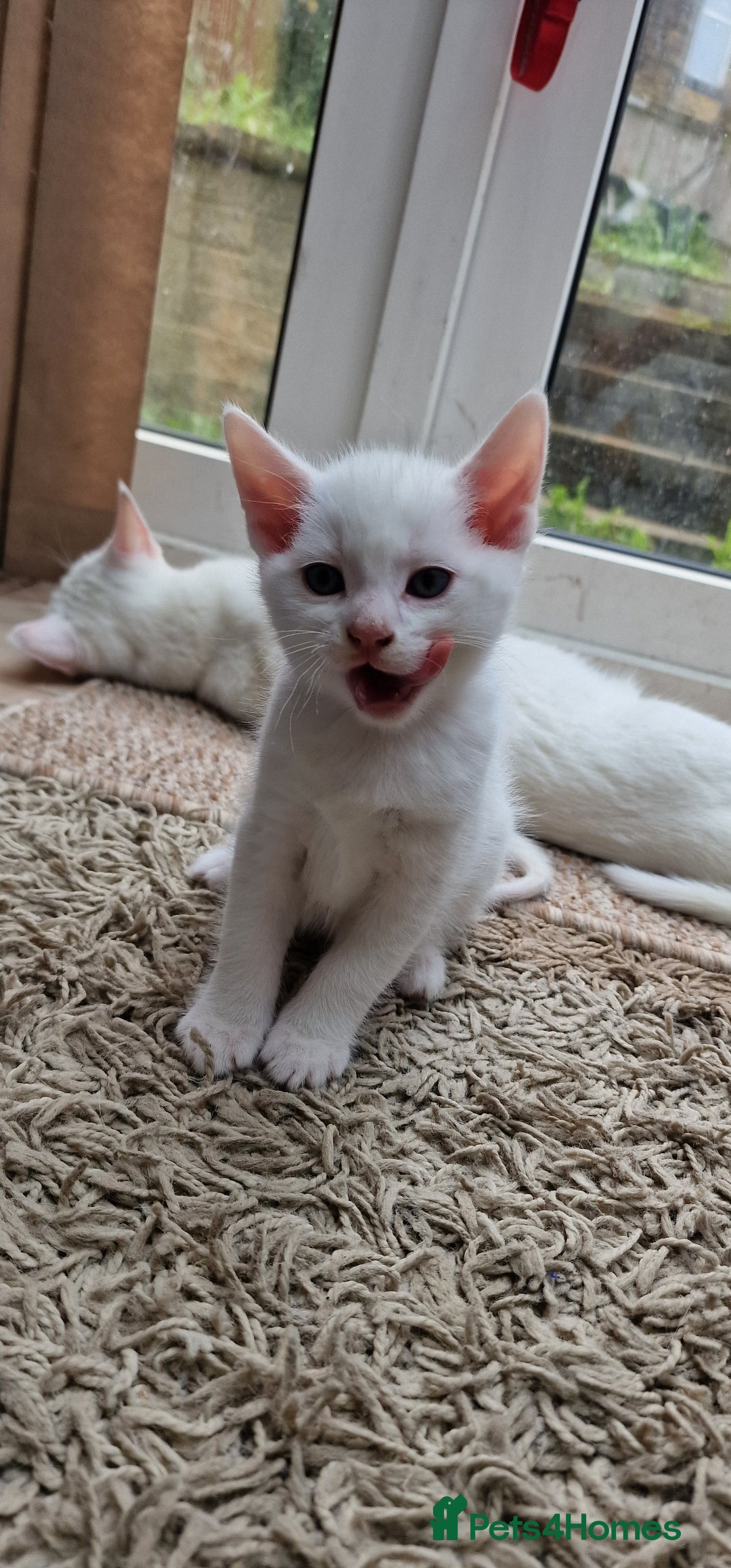 Mixed Breed cats for sale: White kittens. Ready Now. £150 each - Image 15