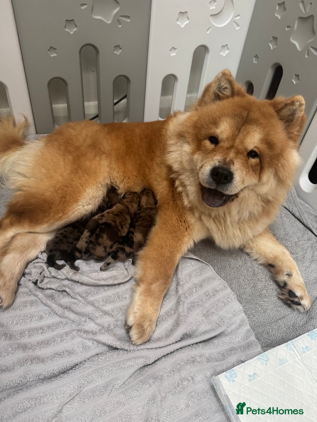 Chow Chow dogs for sale: 5 beautiful Chowchow puppies  - Advert 7