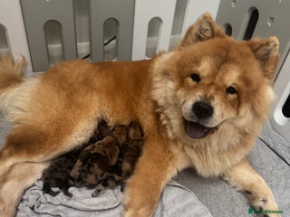 Chow Chow dogs Puppy chow - Advert 6