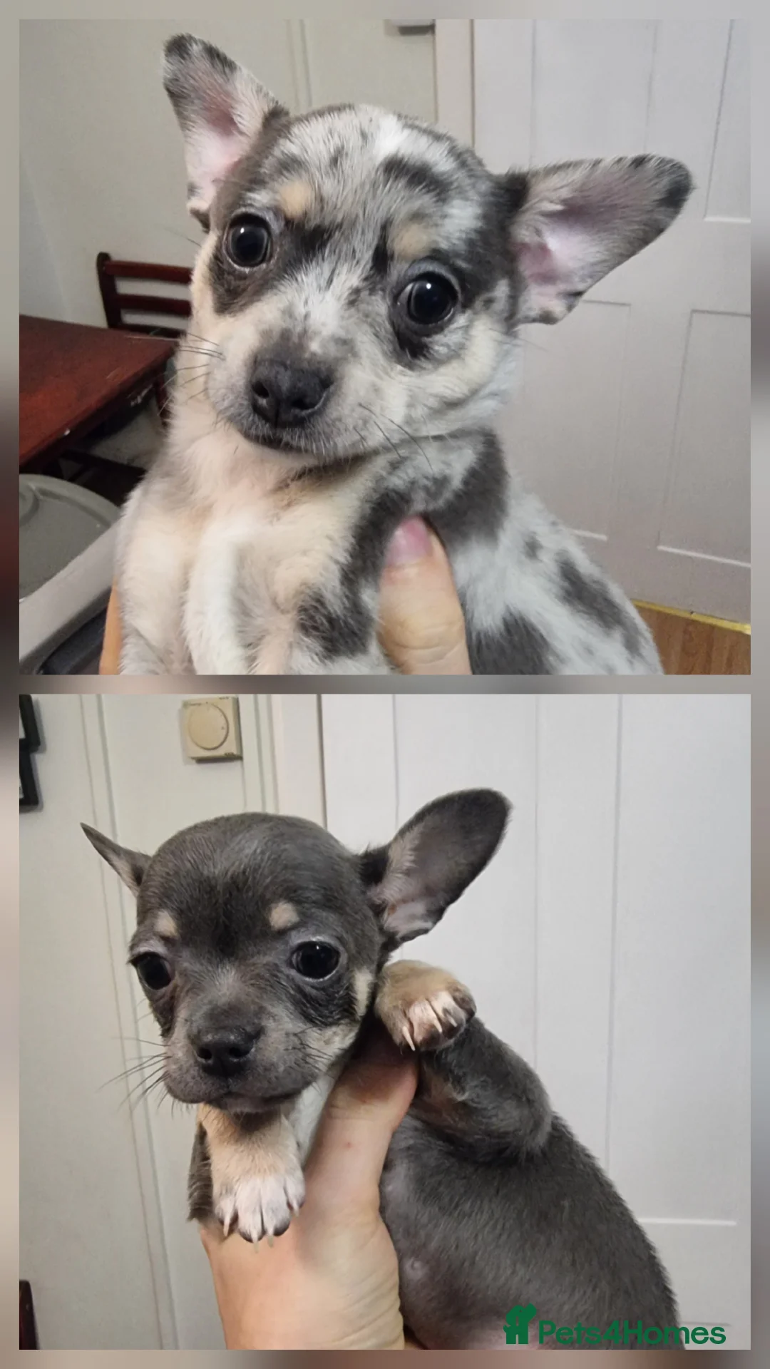 Chihuahua dogs for sale: Merle chihuahua 2 x boy puppy puppies  - Advert 1
