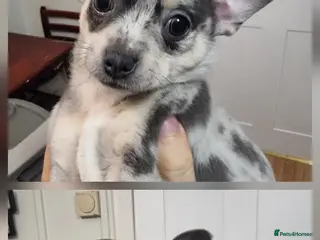 Chihuahua dogs Merle chihuahua 2 x boy puppy puppies - Advert 4