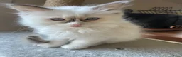 Ragdoll cats for sale: GCCF and TBRCC Registered Ragdoll Breeder Litter   in Bolton - Advert 4