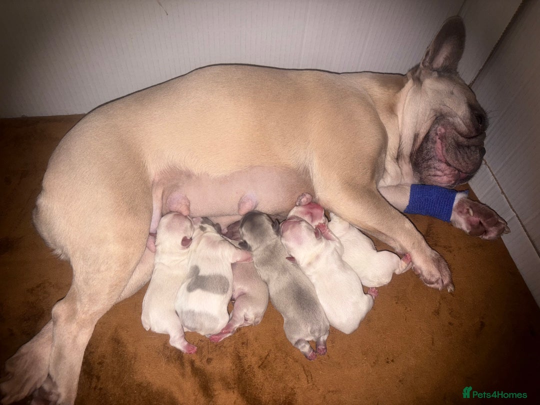 French Bulldog dogs for sale: French Bull Dog Puppies - Advert 11