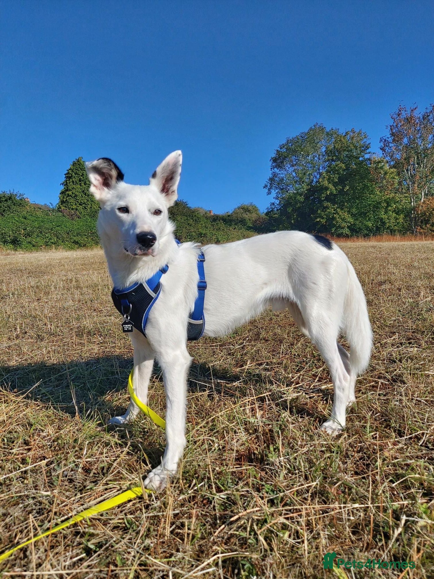 Border Collie dogs Blue - Collie for Adoption - Advert 15