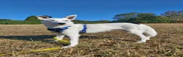 Border Collie dogs for adoption: Blue - Collie for Adoption in Bristol - Advert 1