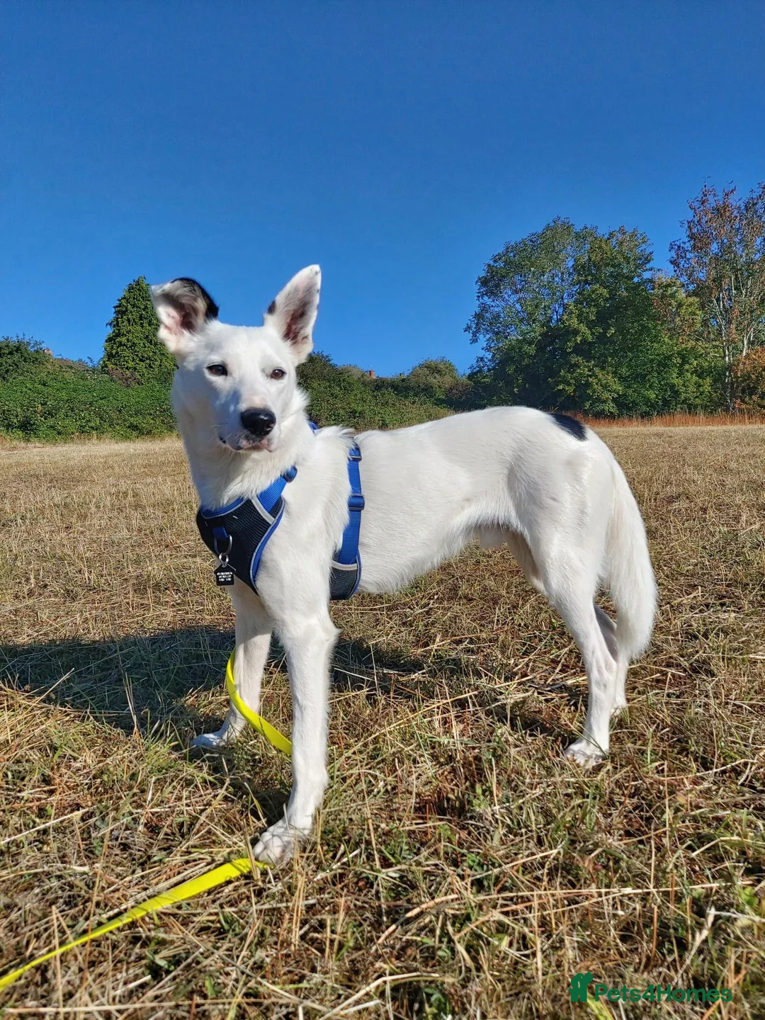 Border Collie dogs for adoption: Blue - Collie for Adoption in Bristol - Advert 1