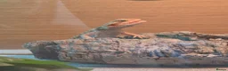 Bearded Dragon reptiles for sale: Bearded Dragon - Female - 5 Months Old - Advert 8