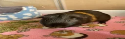 Guinea Pig rodents for sale: 4yr old boar  in York - Advert 2