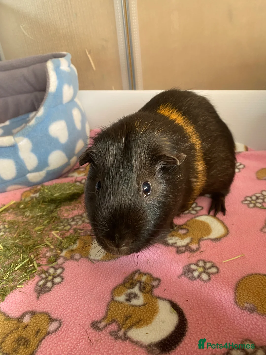 Guinea Pig rodents for sale: 4yr old boar  in York - Advert 2