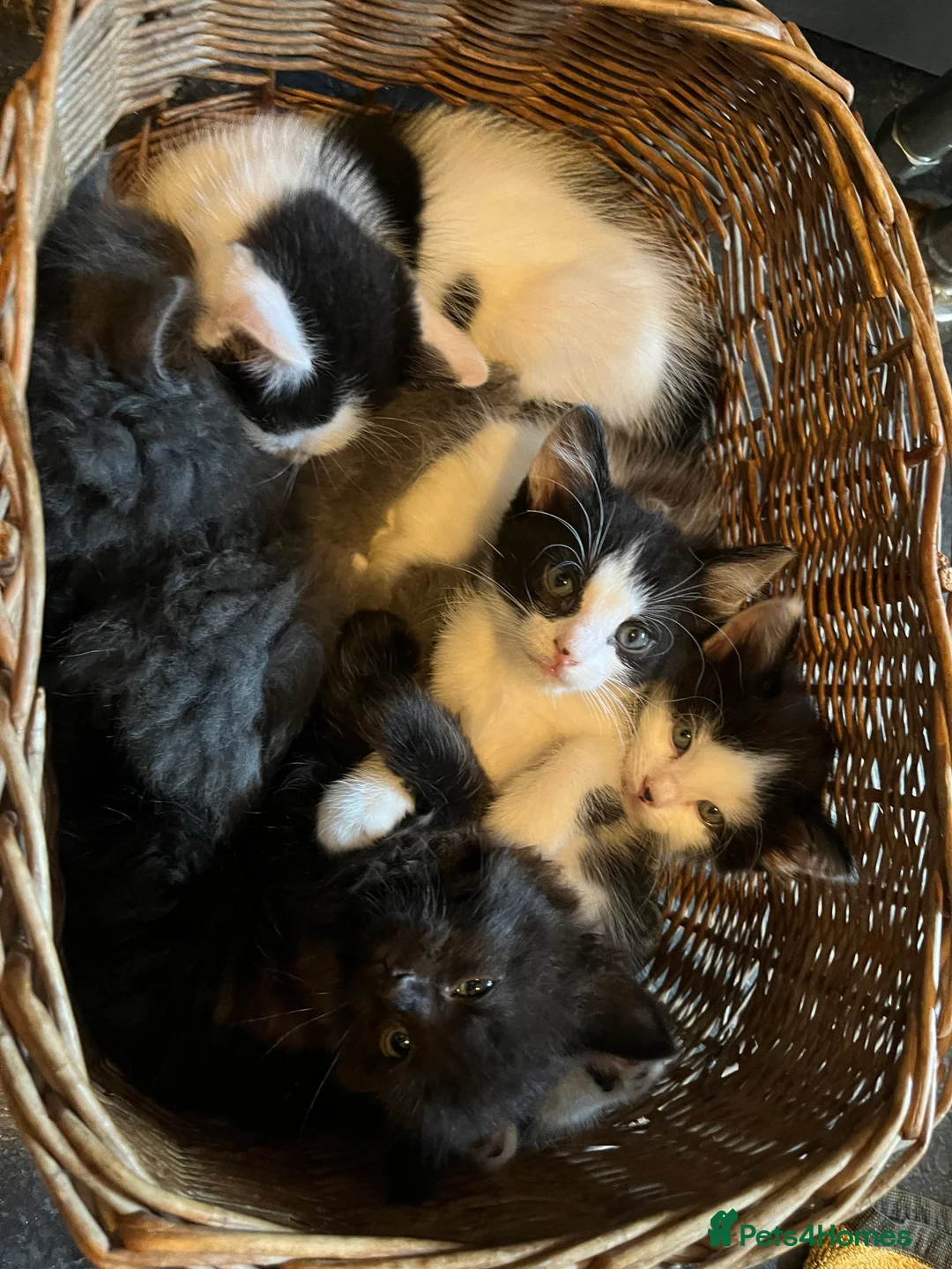 Mixed Breed cats for sale: Extra fluffy kittens for sale  - Advert 2