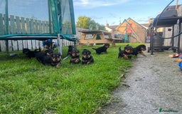 Airedale Terrier dogs for sale: Airedale Terrier Puppy 9 - Quality Airedale terrier pups - Image 22