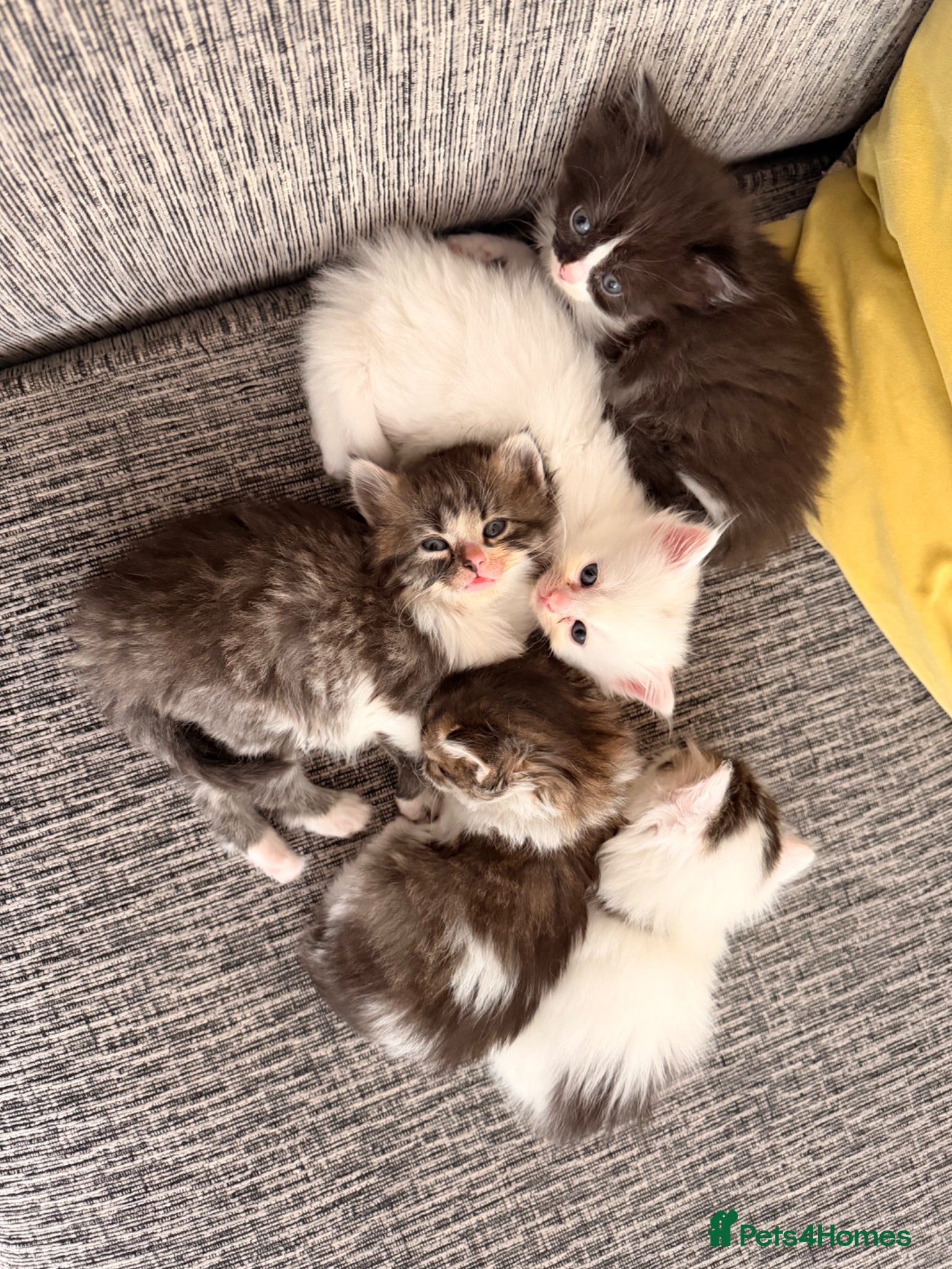 Mixed Breed cats Turkish Angora x Ragdoll kittens for Sale!! - Advert 4
