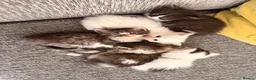 Mixed Breed cats for sale: Turkish Angora x Ragdoll kittens for Sale!! - Advert 1