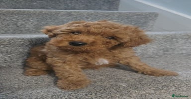 Cavapoo dogs - Advert 1