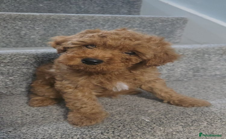 Cavapoo dogs - Advert 6