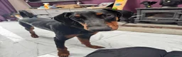 Dobermann dogs for sale: Doberman  - Advert 2