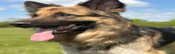 German Shepherd dogs for stud: Gorgeous boy stud ***** proven ***** - Advert 2