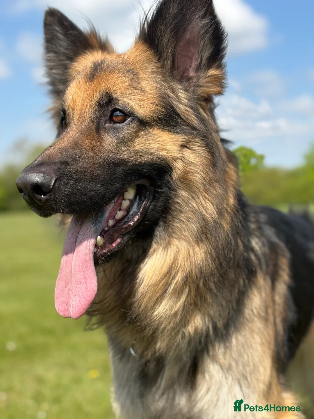 German Shepherd dogs for stud: Gorgeous boy stud ***** proven ***** - Advert 2