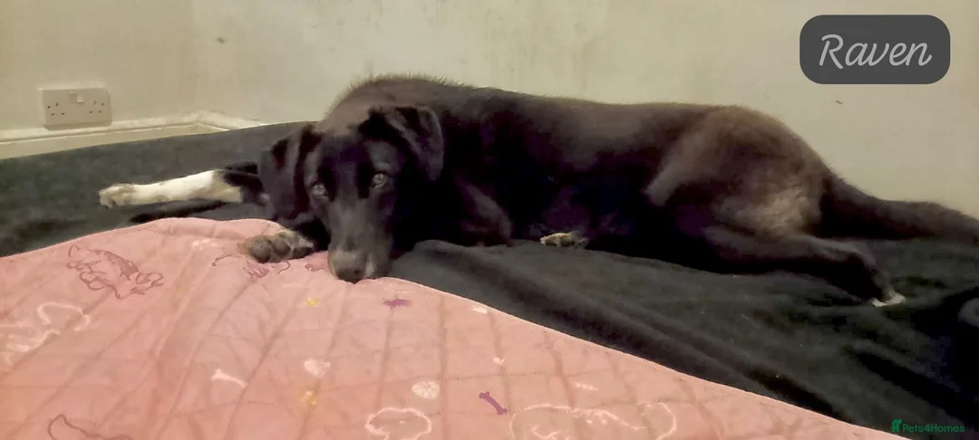 Mixed Breed dogs for adoption: Raven, 1.5 yrs approx. Is ADOPTED - Advert 8