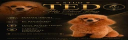 Toy Poodle dogs for stud: stunning phantom toy poodle stud - Advert 2